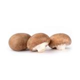 Champignons Pilze