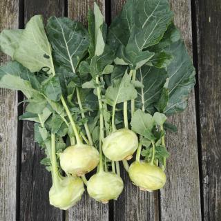 Kohlrabi St.