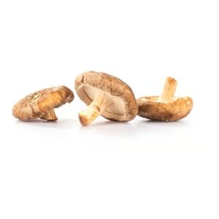 Shiitake Pilze
