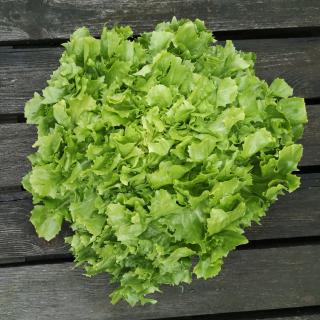 Endivien Salat