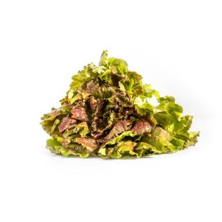 Batavia Salat rot